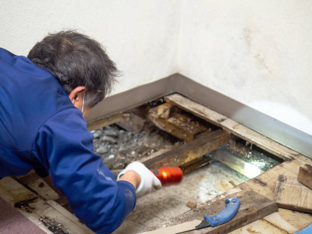 Best Toxic Mold Removal  in Elmwood Park, IL
