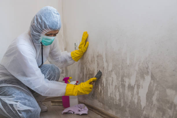 Mold Testing and Removal in Elmwood Park, IL