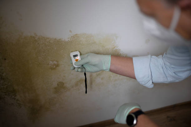 Best Mold Testing and Removal  in Elmwood Park, IL