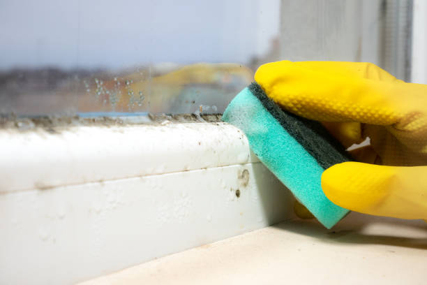 Crawl Space Mold Removal in Elmwood Park, IL